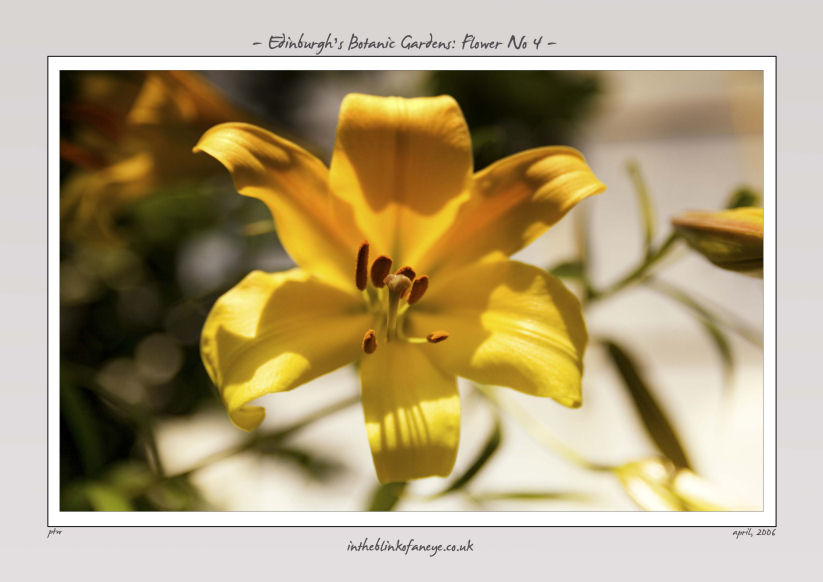 Edinburgh's Botanic Gardens Flower No 4