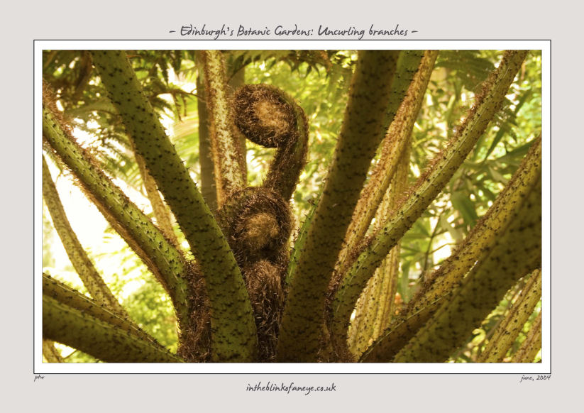 Edinburgh's Botanic Gardens: Uncurling branches